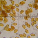 Bolbitius vitellinus image