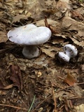 Cortinarius argenteopileatus image