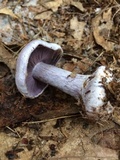 Cortinarius argenteopileatus image
