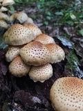 Pholiota squarrosoides image
