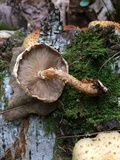 Pholiota squarrosoides image