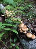 Pholiota squarrosoides image