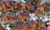 Trichaptum abietinum image