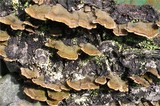 Trichaptum abietinum image
