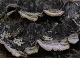 Trichaptum abietinum image