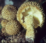 Leucopholiota decorosa image
