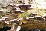 Trichaptum fuscoviolaceum image