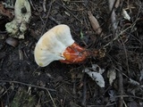 Ganoderma sessile image