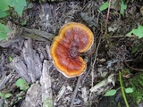Ganoderma sessile image