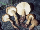 Leucopholiota decorosa image