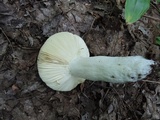 Russula rubescens image