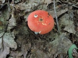 Russula rubescens image