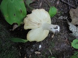 Russula vinacea image