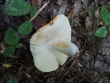 Russula decolorans image