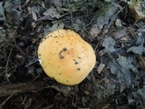 Russula decolorans image