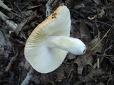 Russula decolorans image