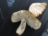Russula decolorans image