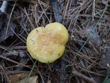 Lactarius aspideoides image