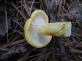 Lactarius aspideoides image