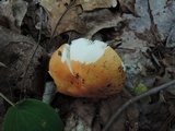 Russula decolorans image