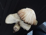Russula decolorans image