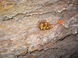 Gymnopilus ventricosus image