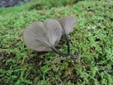 Arrhenia epichysium image