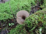 Arrhenia epichysium image