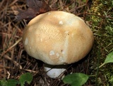 Russula compacta image