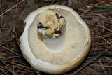 Russula compacta image