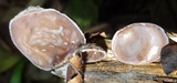 Auricularia nigricans image