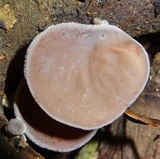 Auricularia nigricans image