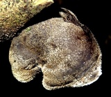 Auricularia nigricans image