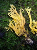 Clavulinopsis corniculata image