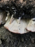Abortiporus biennis image