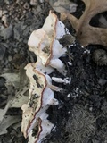 Abortiporus biennis image