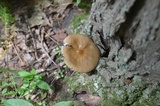 Oudemansiella furfuracea image