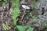 Oudemansiella furfuracea image