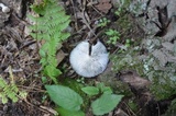 Oudemansiella furfuracea image
