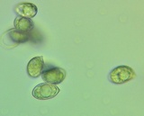 Oudemansiella furfuracea image