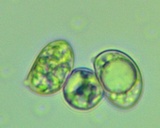 Oudemansiella furfuracea image