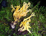 Clavulinopsis corniculata image