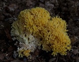 Ramaria flava image