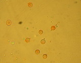 Clavulinopsis corniculata image