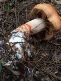 Cortinarius armillatus image
