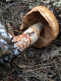 Cortinarius armillatus image