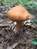 Cortinarius armillatus image