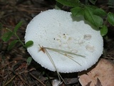 Amanita abrupta image