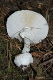 Amanita abrupta image