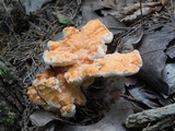 Laetiporus cincinnatus image